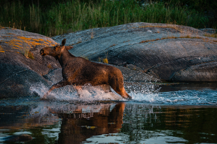 A moose running through water
AI-generated content may be incorrect.