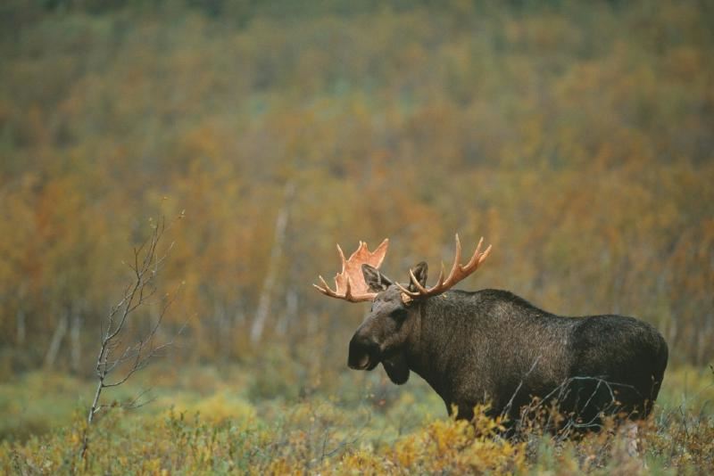A moose with antlers in a field

AI-generated content may be incorrect.