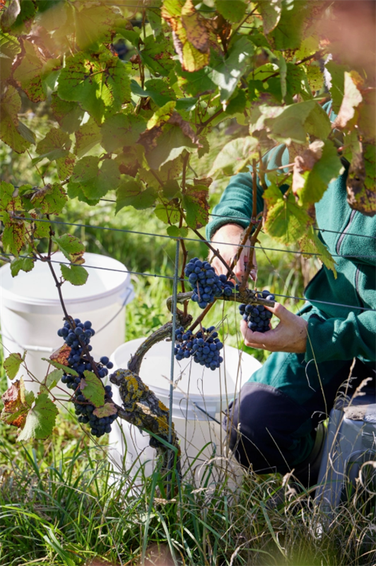 A person picking grapes from a vine

AI-generated content may be incorrect.