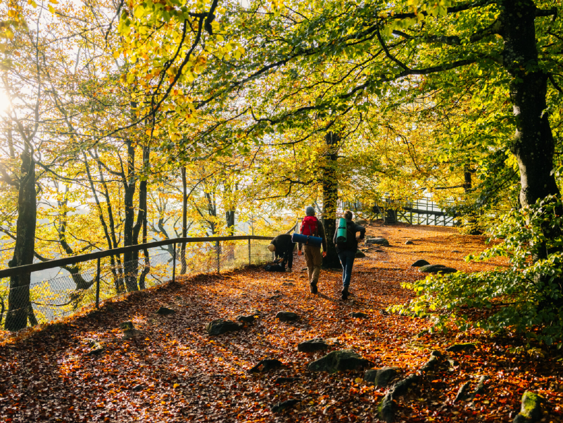 Randonnée en forêt aux couleurs d'automne