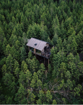 En bild som visar träd, utomhus, skog, hus
AI-genererat innehåll kan vara felaktigt.