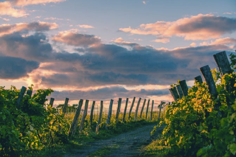 A dirt road with a fence and bushes
AI-generated content may be incorrect.