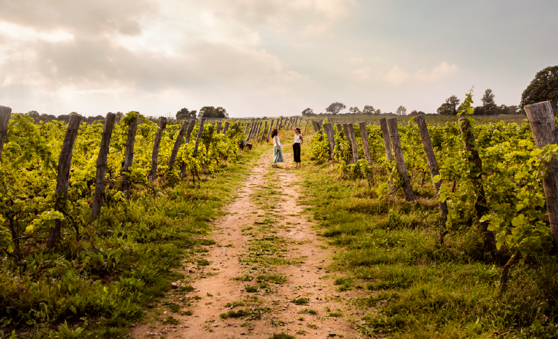 Two people standing on a dirt road in a vineyard
AI-generated content may be incorrect.