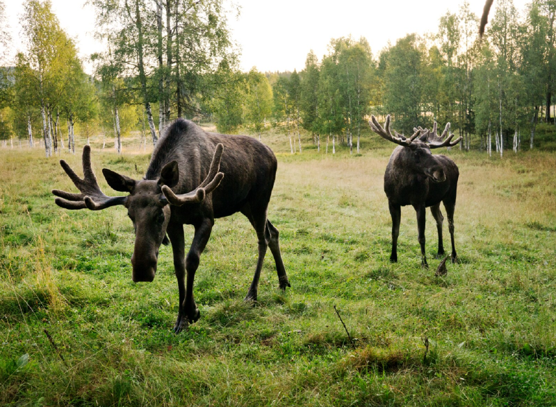 Elans dans la forêt