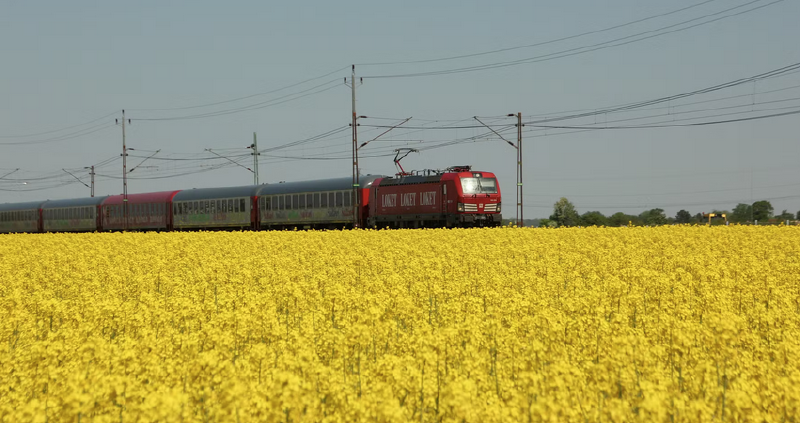 Der rot schwarze Zug von Snälltåget fährt auf offener Strecke durch ein leuchtend gelbes Rapsfeld in Südschweden. Über den Waggons verlaufen Stromleitungen vor hellem Himmel. Foto: Linus Hall