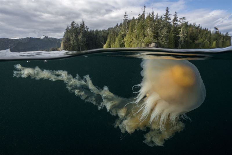 Polar Bears – Paul Nicklen