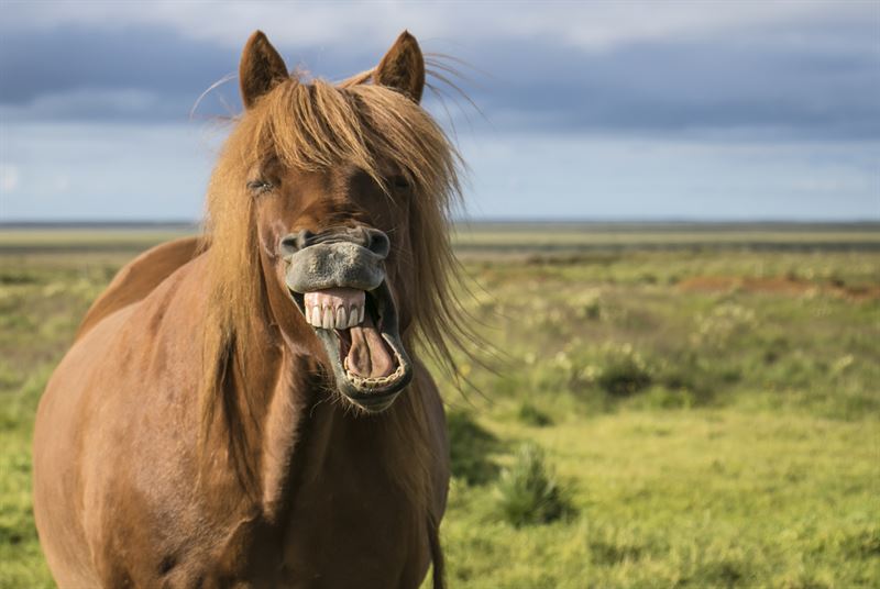 Hestens tandpleje m man som hesteejer ikke glemme Opstr der problemer med hestens tnder betyder det ikke kun smerter for hesten det kan ogs medfre sygdom og vgttab fordi hesten spiser en mindre mngde grovfoder og samtidig kan have svrt ved at optage indholdet i sit foder forklarer Jon Vedding Nielsen hestedyrlge hos Agria Dyreforsikring