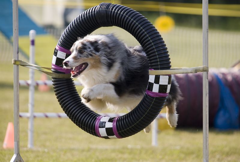 Agria og SKK Forskningsfond har finansieret en undersgelse der giver vrdifuld indsigt i hundes fysiske aktiviteter og de mest almindelige skader og deres risikofaktorer Her ses en hund forcere en forhindring i hundesportsgrenen agility Agriadk