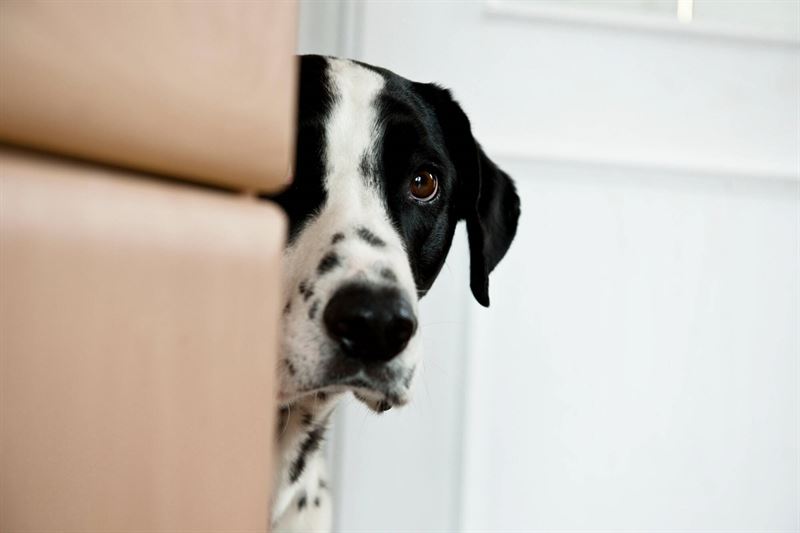 Foto Hvert r er der tusindvis af hunde der m til dyrlgen fordi et fremmedlegeme har sat sig fast i mavetarmkanalen Det kan bde vre dyrt og meget smertefuldt for hunden