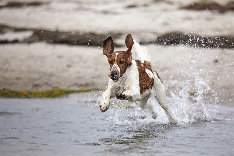 Mange hunde er nysgerrige p vand men specielt for sm hvalpe og unge hunde kan hav og store blger virke overvldende Derfor er en positiv frste oplevelse afgrende Foto Jan Buk for Agria Dyreforsikring