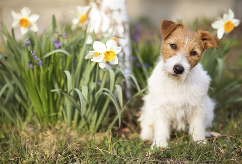 Det er ikke ualmindeligt at nysgerrige hunde og katte smager p forrets blomster og mens tulipaner og hyacinter kan forrsage alvorlig forgiftning er specielt pskeliljen farlig for vores firbenede Pskeliljens lg kan forrsage slem forgiftning og blot 15 g af lget er nok til at en middelstor hund kan f leverskader nyreskader eller ende i livsfare agriadk