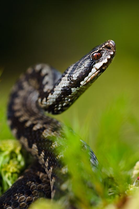 iStock_240129_Agria_516956648.jpg