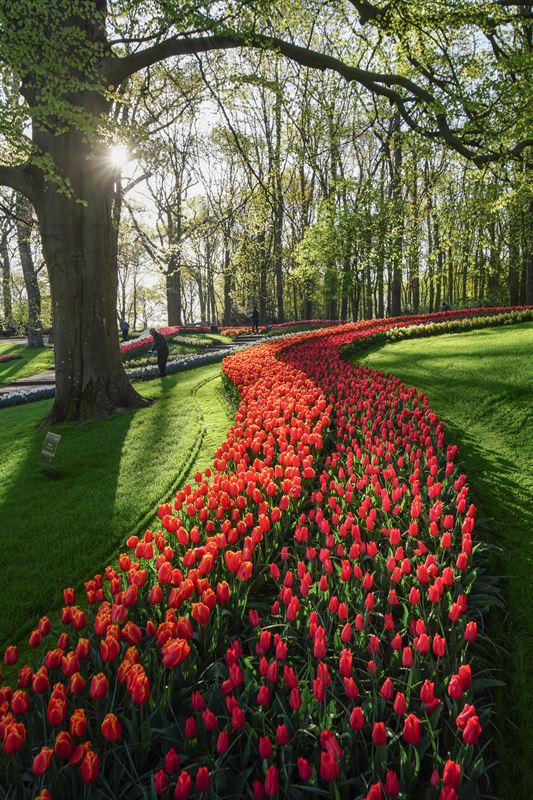  Keukenhof 21-4 - Keukenhof Bildidee 