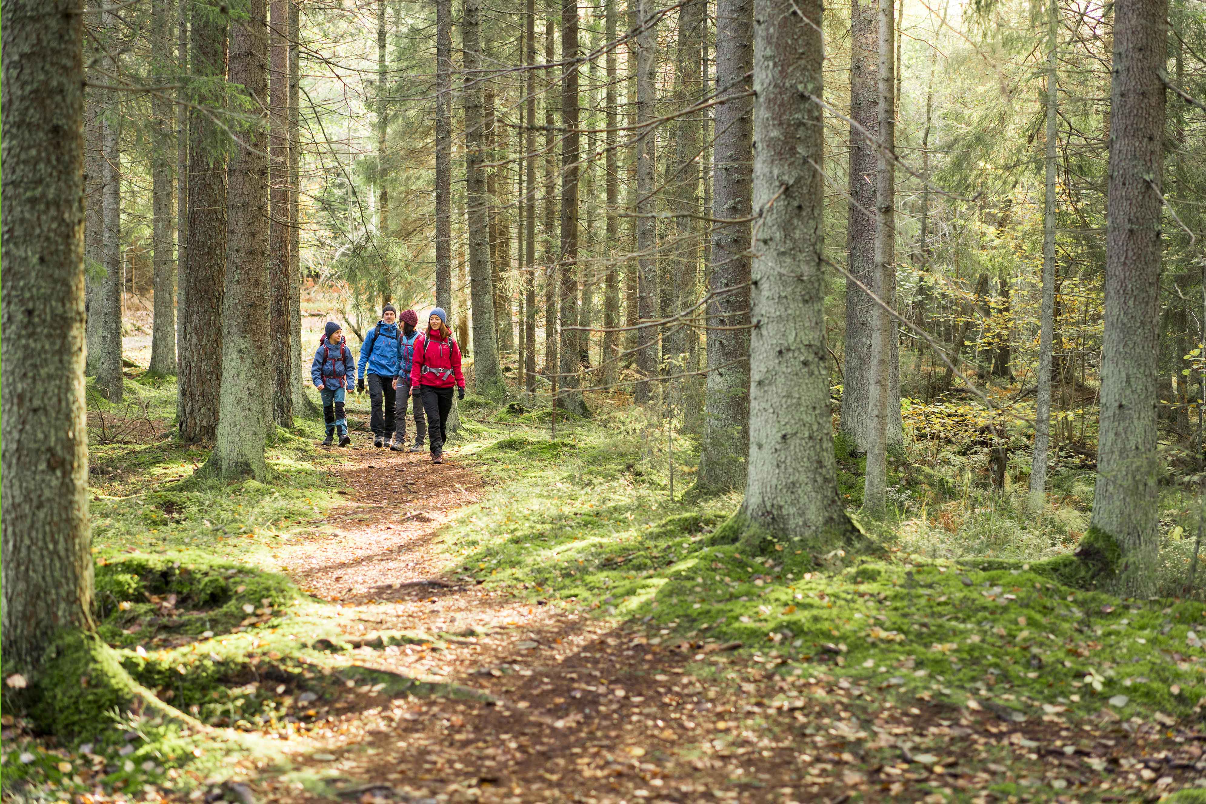 Vandring Skog Friluftsfr mjandet Vandring Skog Friluftsfr mjandet