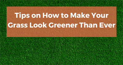 Tips on How to Make Your Grass Look Greener Than Ever - MyJobQuote