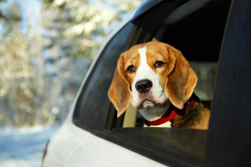 En bild som visar Hundras, utomhus, bil, husdjur

AI-genererat innehåll kan vara felaktigt.