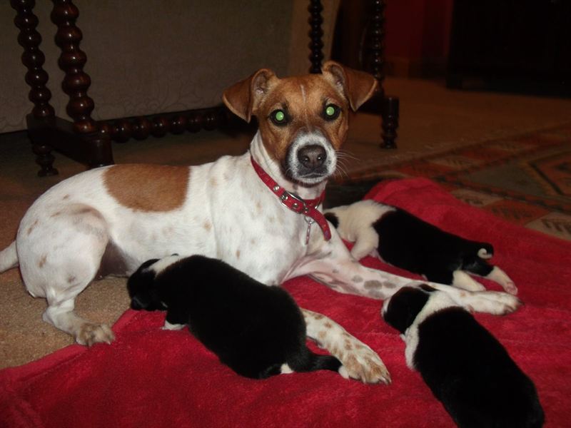 Bella The Jack Russell Terrier Cross Has Become The Puppies