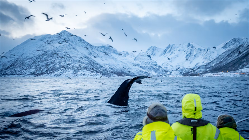 Whale Adventure