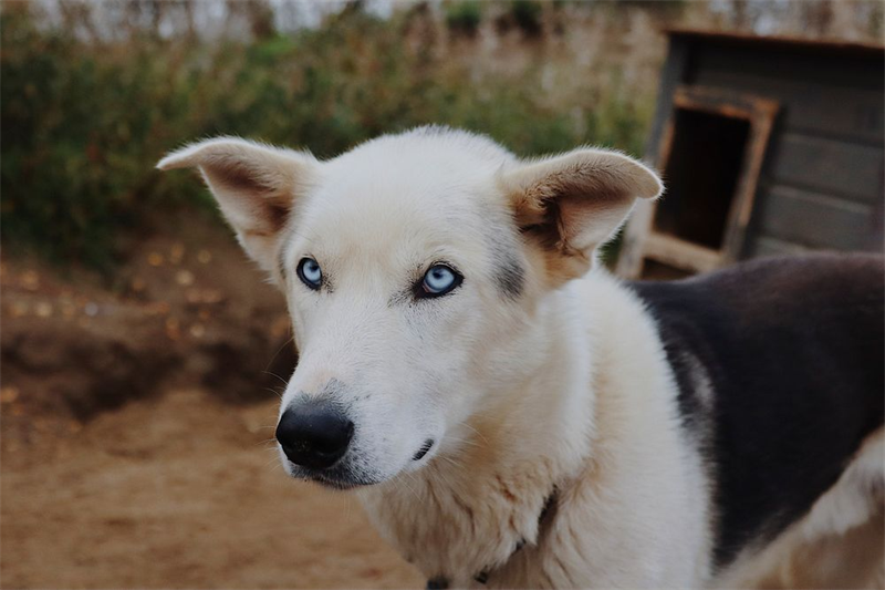 Henriette Danielsen_Mynewsdesk_Tana Husky00701DA4-3E35-44A6-8B7C-CD5DAD1B643B.png