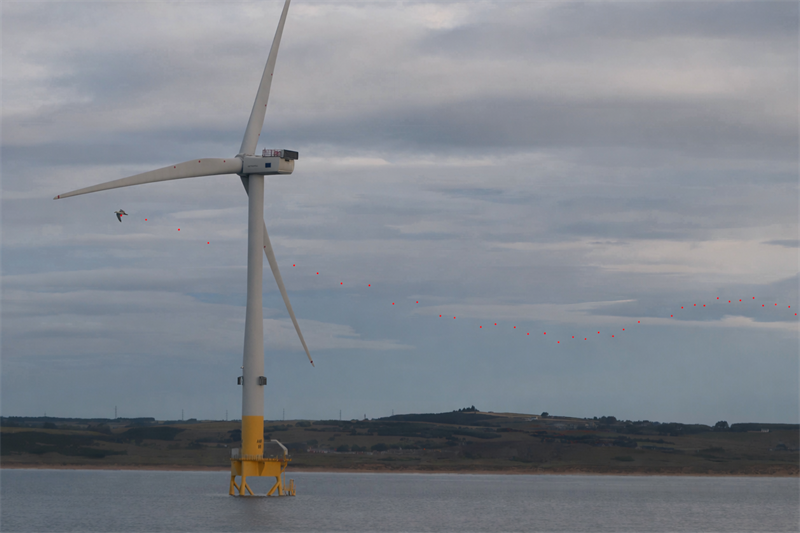 Aberdeen bird monitoring image.png