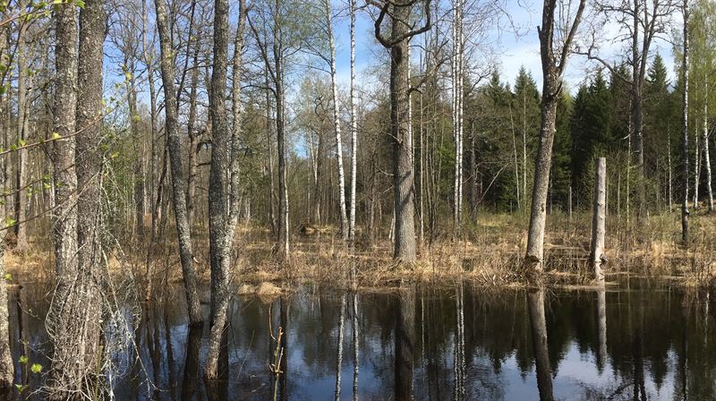Svämiljöer nedre Dalälven_Foto Pär Eriksson: Upplandsstiftelsen