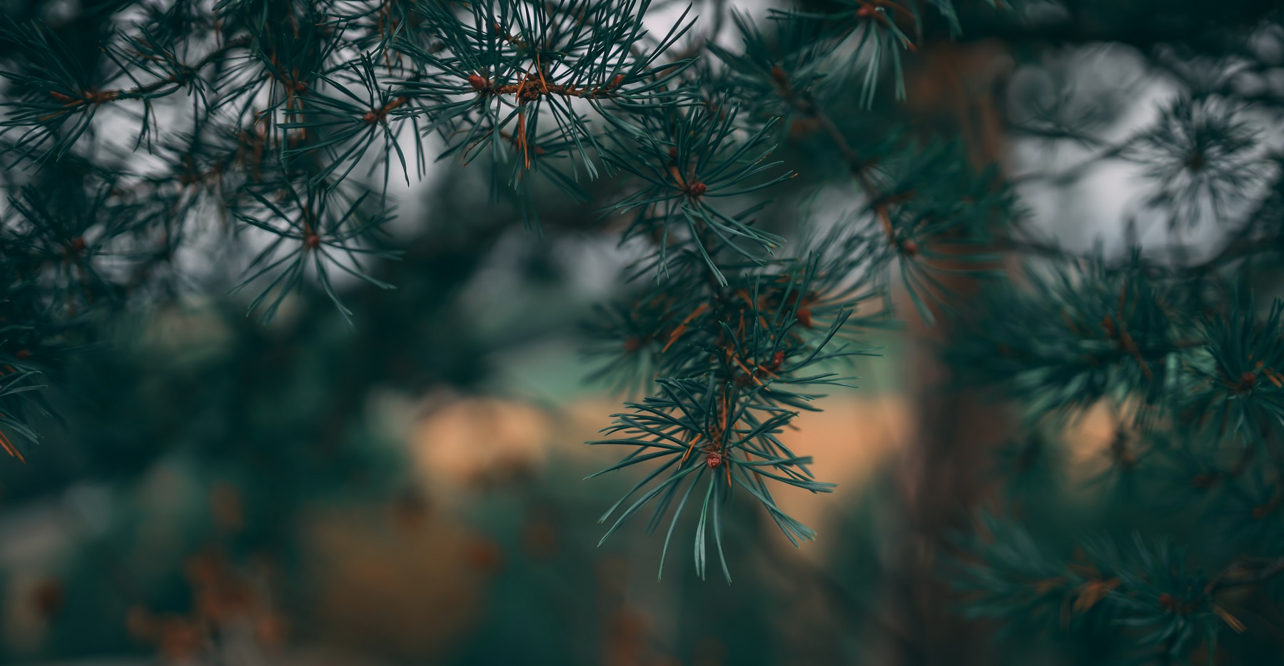 AI avuksi metsäkatoasetuksen toteuttamiseen - Digian uusi palvelu kääntää direktiivin kilpailueduksi