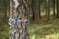 Naturvård